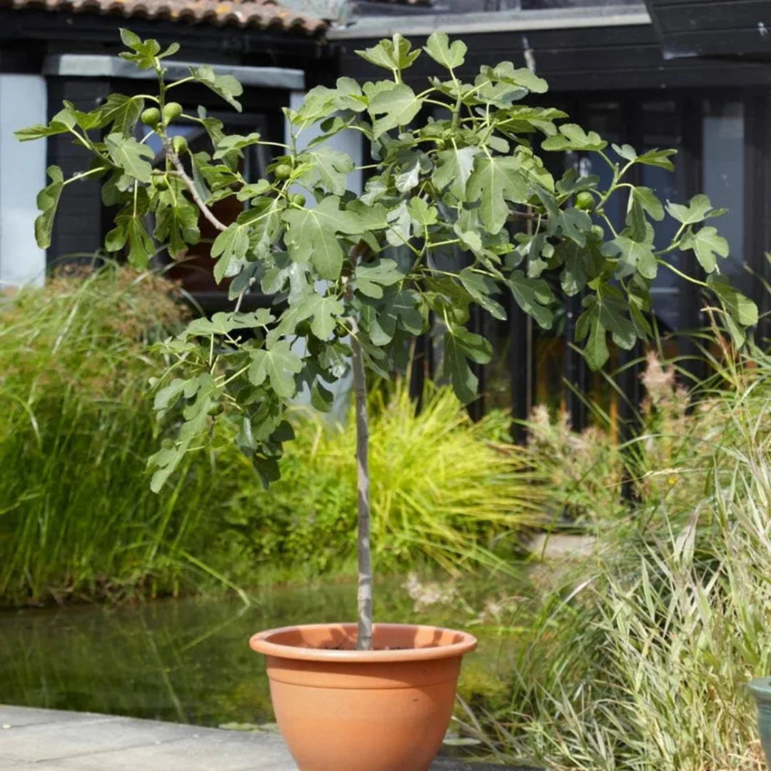 Backyard setting with fruiting LSU Purple Fig Tree