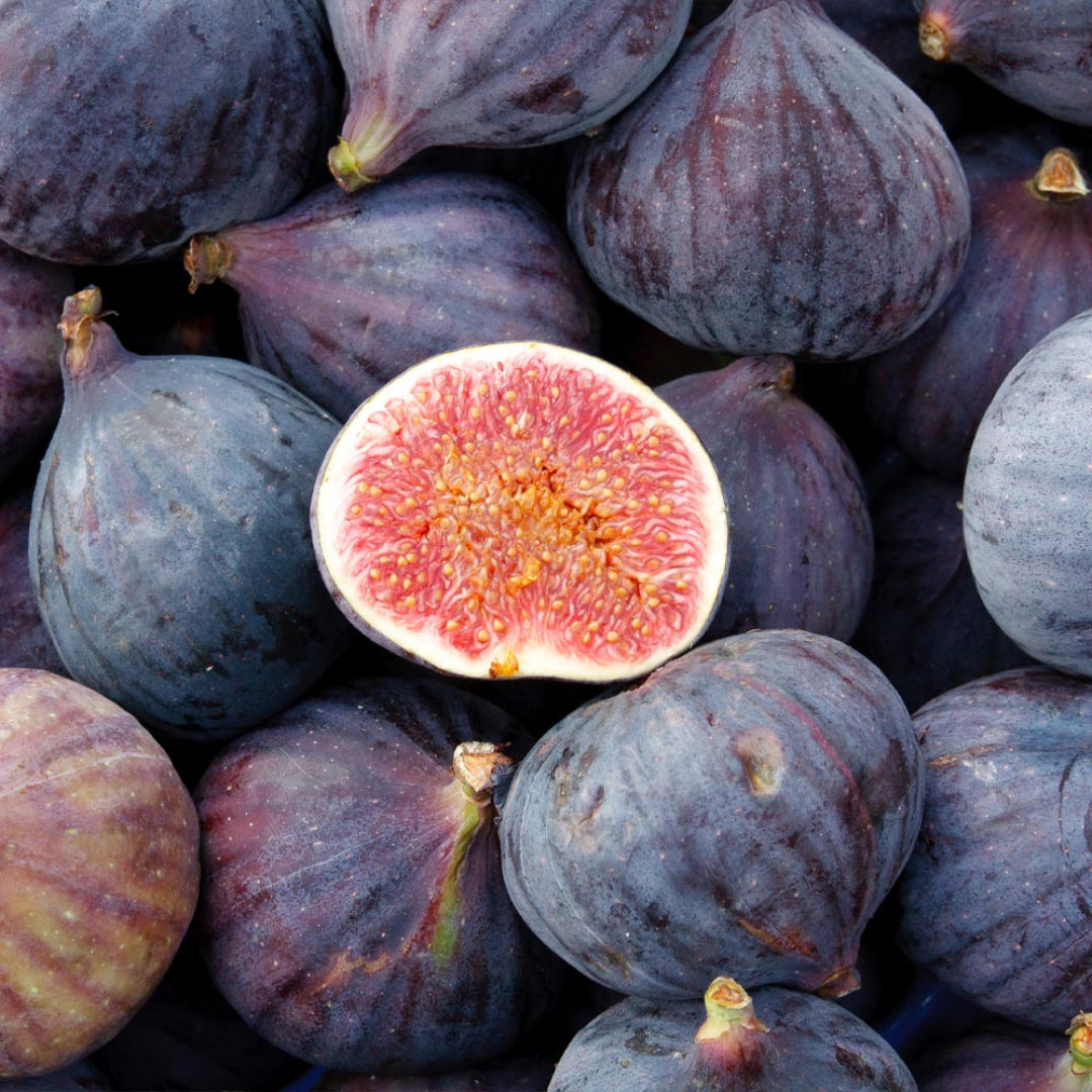 Backyard LSU Purple Fig Tree filled with figs