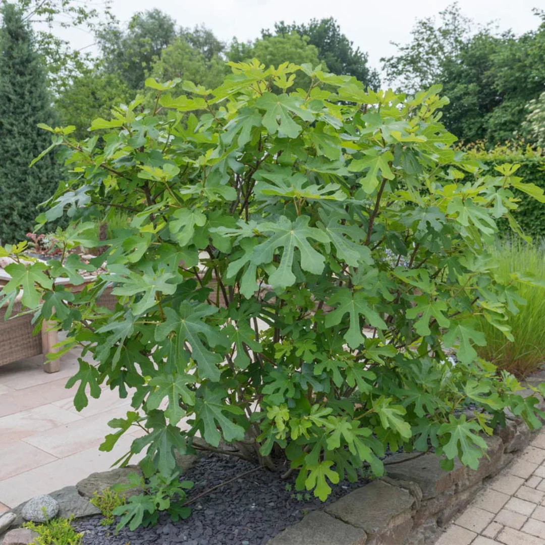 LSU Purple figs hanging from tree branches
