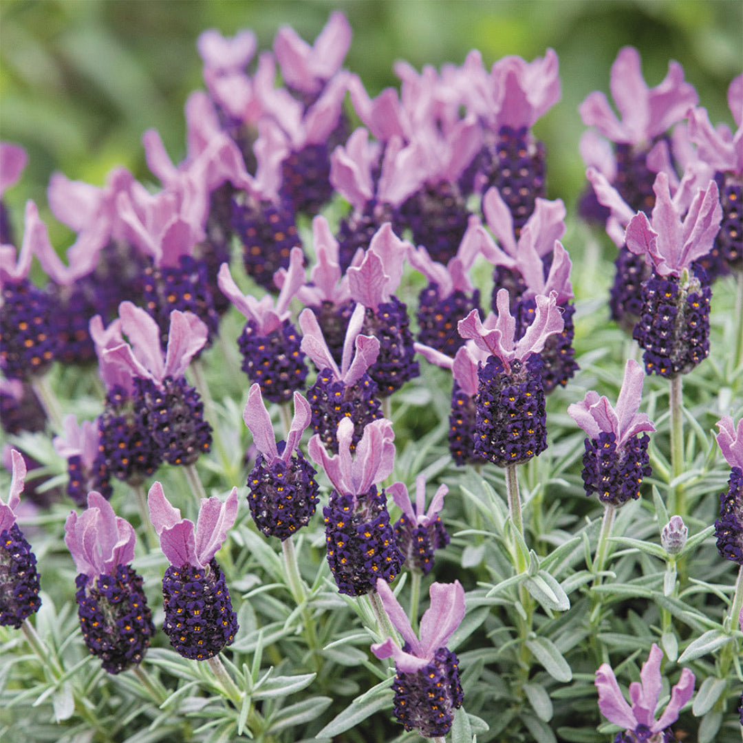 Lavandula 'La Diva Big Night' Lavender
