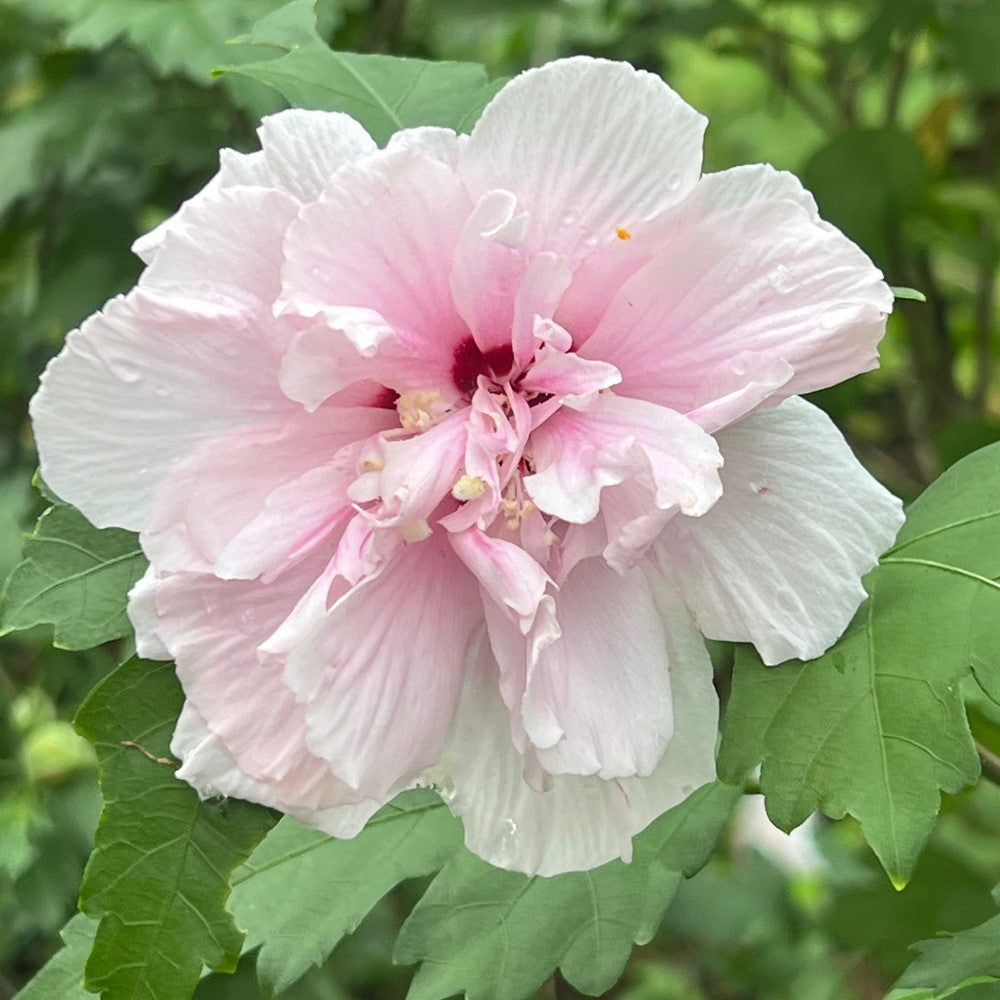 Lady Stanley Rose of Sharon Althea shrub with lush green foliage