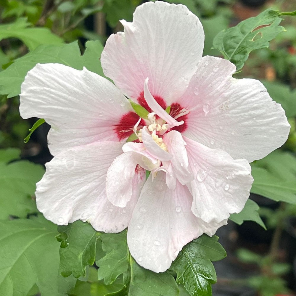 Lady Stanley Hibiscus Syriacus Althea Tree showing purple flowers