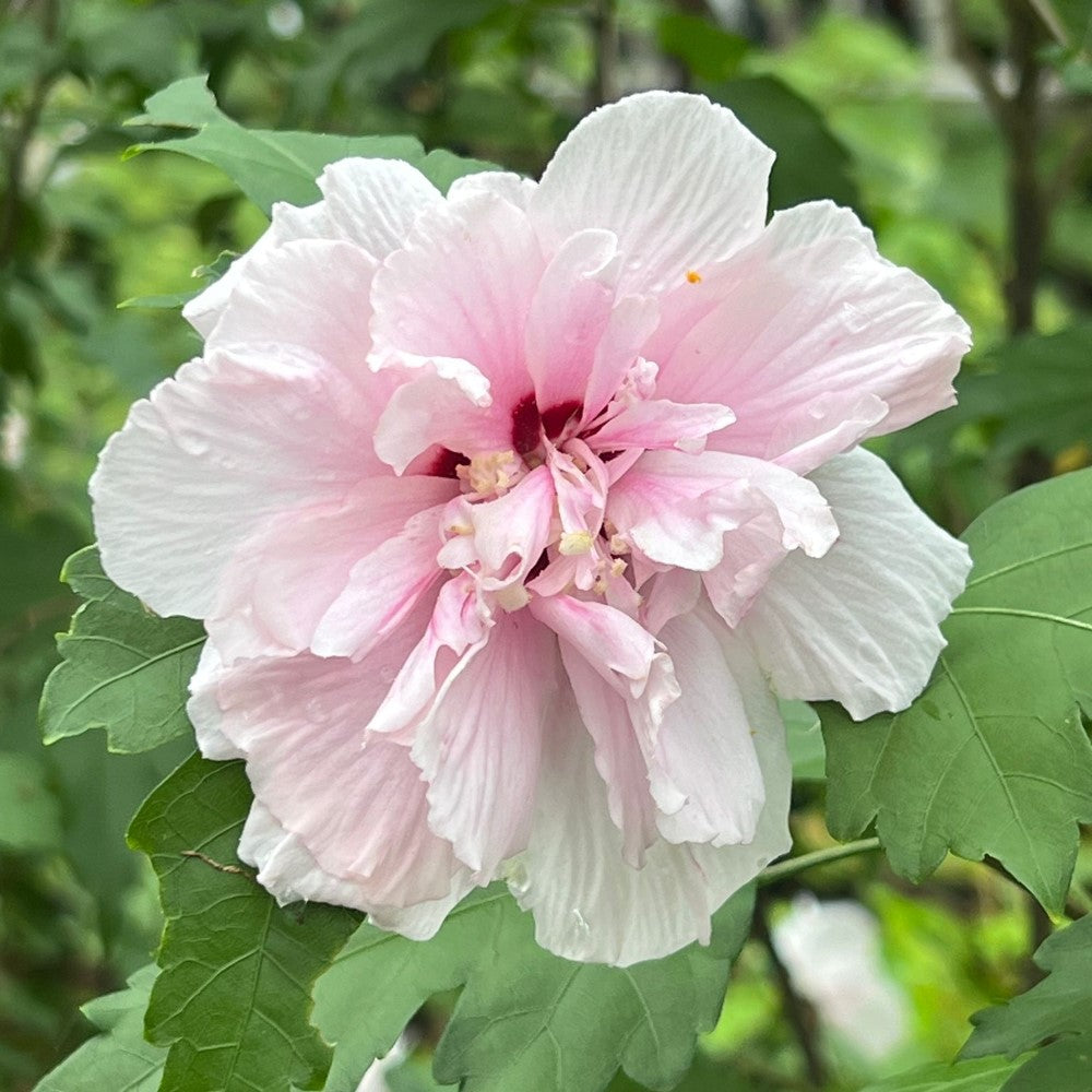 Althea Lady Stanley Rose of Sharon Tree full bloom in garden