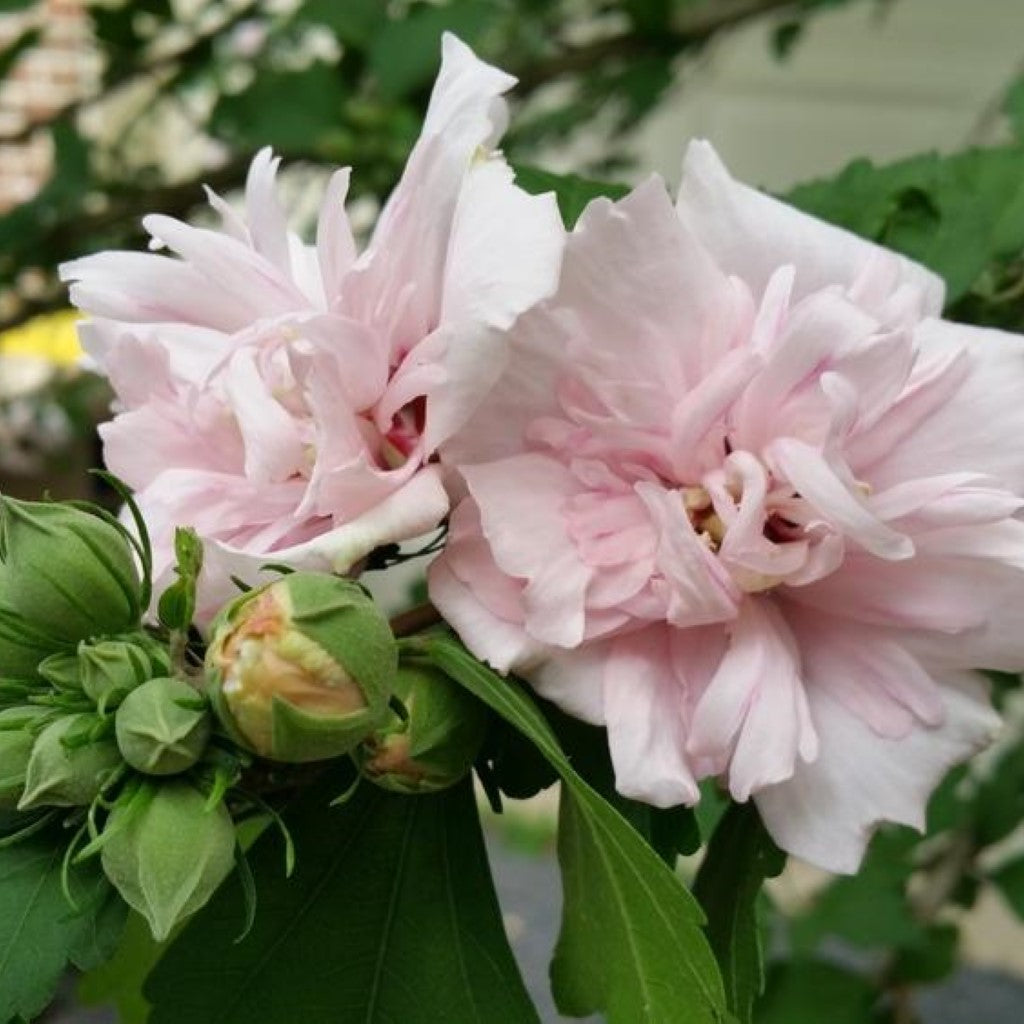 Lady Stanley Althea Rose of Sharon Tree with vibrant blooms