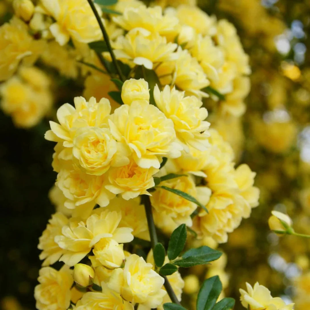 Climbing Yellow Lady Banks Rose plant with yellow blooms