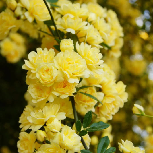 Climbing Yellow Lady Banks Rose plant with yellow blooms