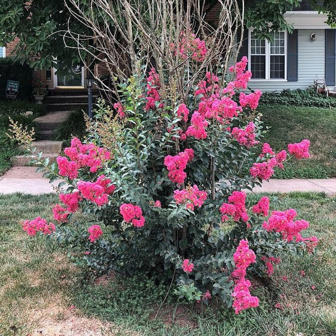 Strawberry Dazzle Crape Myrtle – Hot-Pink Neon Rebloomer – flowering shrub