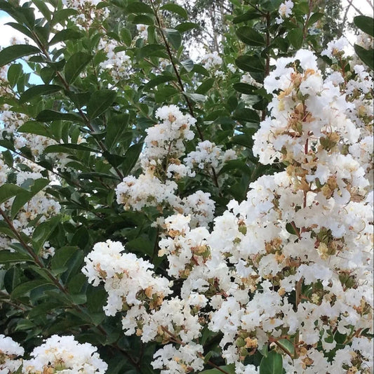 Acoma White Crape Myrtle in full bloom showing abundant white flower clusters