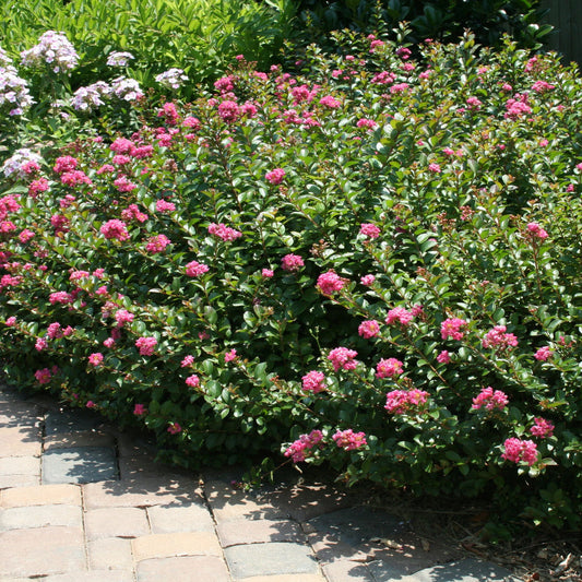 Pocomoke Dwarf Crape Myrtle – Deep Rose-Pink Blooms | Zones 6–9 live plant for landscaping and home gardens