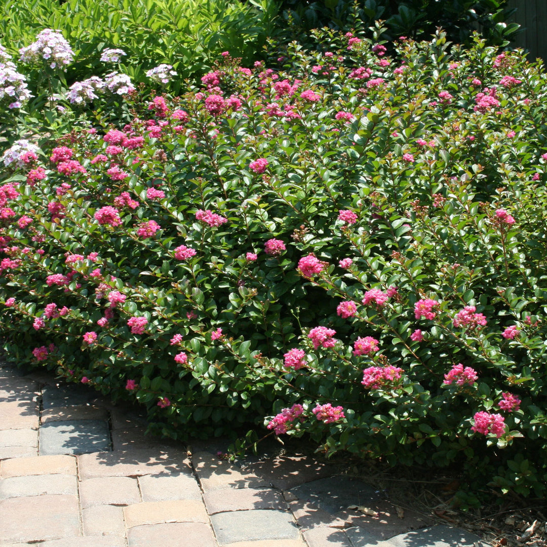 Pocomoke Crape Myrtle shrub with bright pink summer blooms