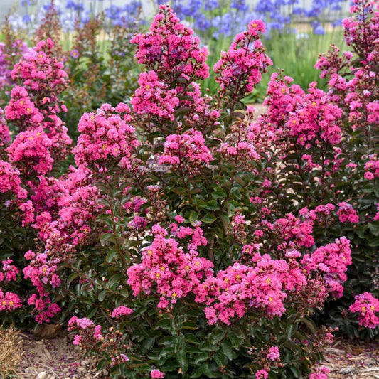 Lagerstroemia Barista 'Dark Roast' Dwarf Crapemyrtle – evergreen