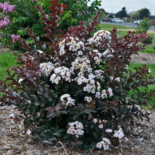 Lagerstroemia 'Like a Latte' Dwarf Crapemyrtle – evergreen