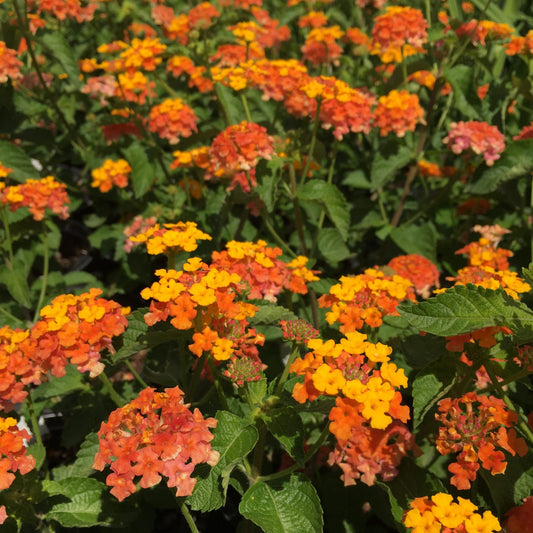 Flowering Miss Huff Lantana shrub with dense foliage and colorful petals