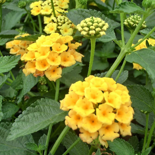 Lantana Chapel Hill Yellow – evergreen