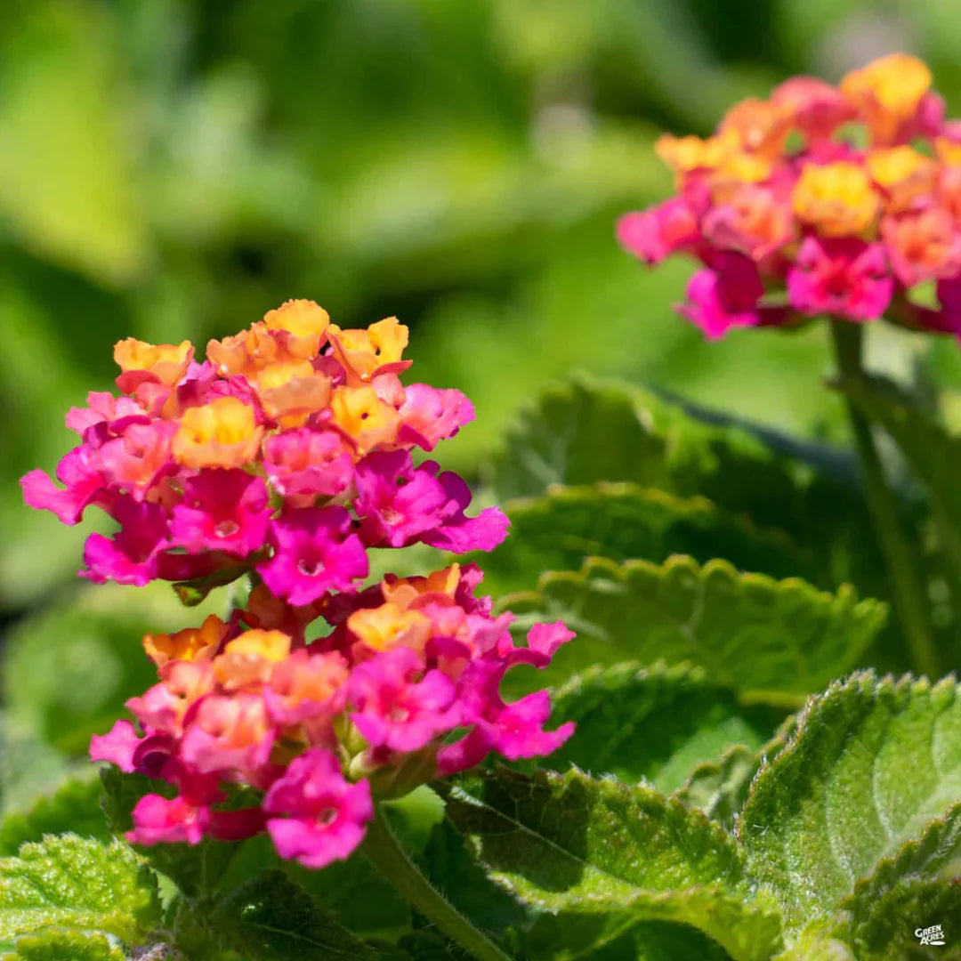 Hot Pink Little Lucky Lantana – flowering plant