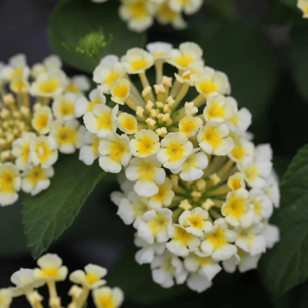 homeandgardensforless.com