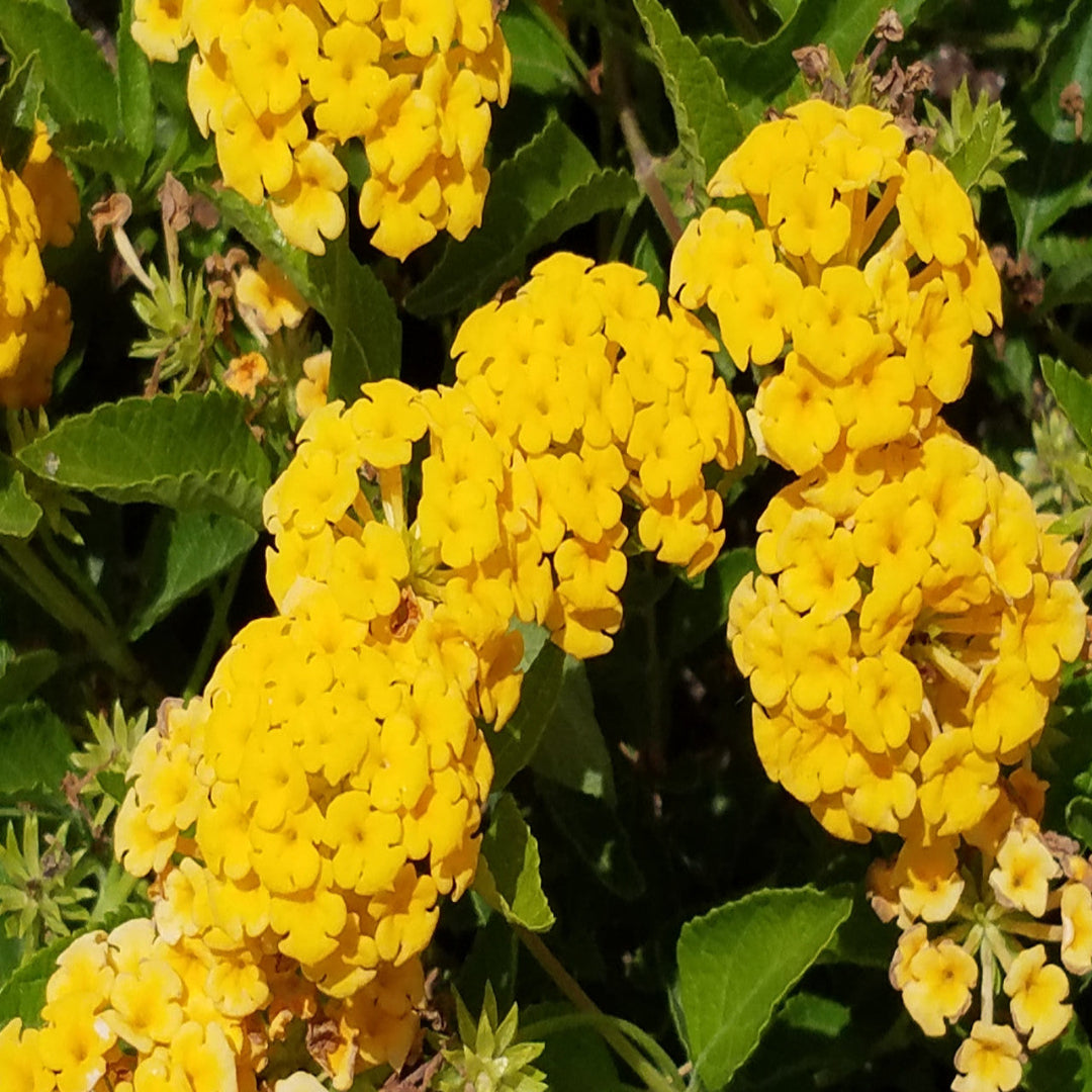 New Gold Lantana with bright yellow blooms