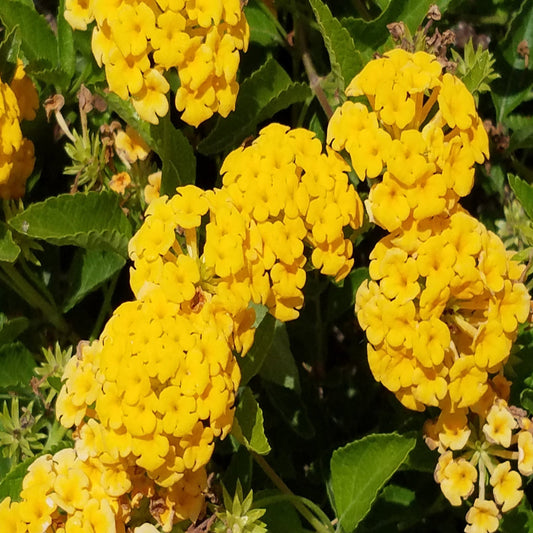 New Gold Lantana with bright yellow blooms