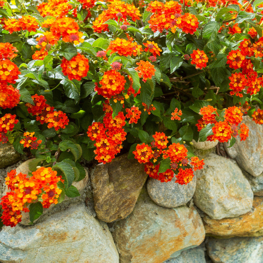 Luscious Marmalade Lantana – evergreen
