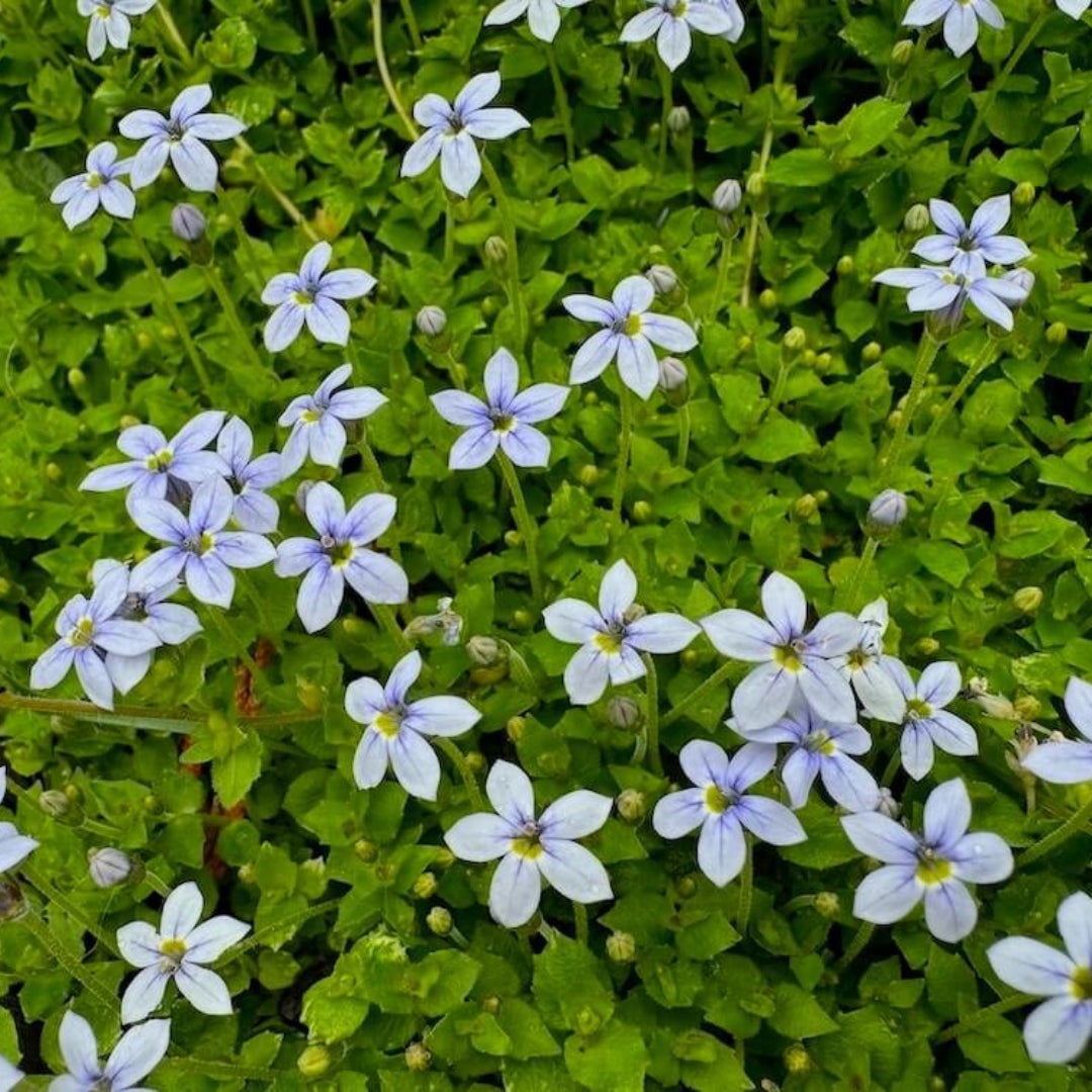Laurentia fluviatilis blue star creeper groundcover