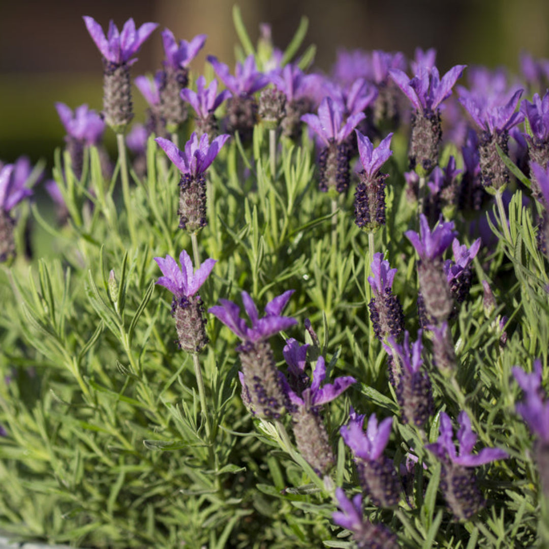 Lavandula 'La Diva Big Night' Lavender