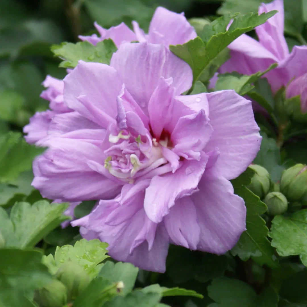 Rose of Sharon tree form with soft lavender-pink blossoms