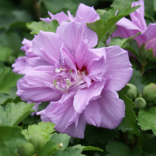 Rose of Sharon tree form with soft lavender-pink blossoms