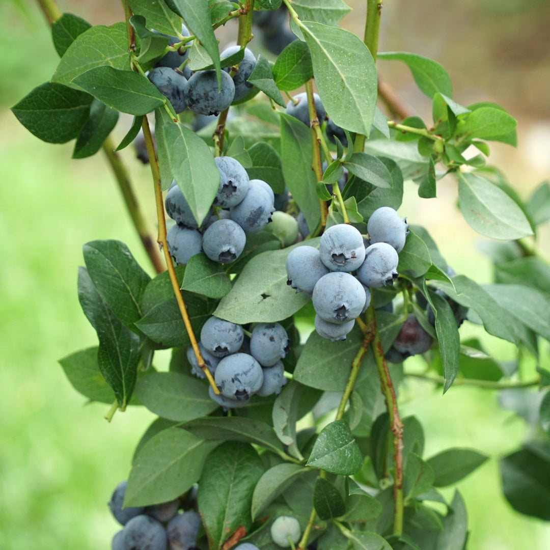 Legacy Blueberry shrub growing outdoors with abundant fruit