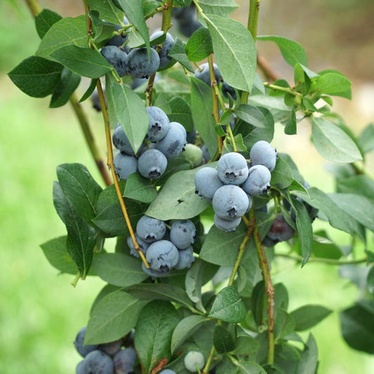 Legacy Blueberry shrub growing outdoors with abundant fruit