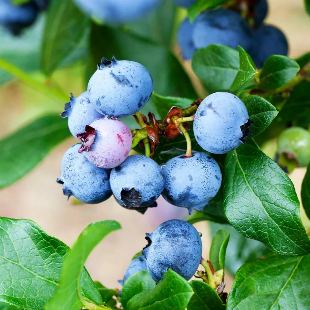 Close-up of Legacy Blueberry fruit with deep blue color