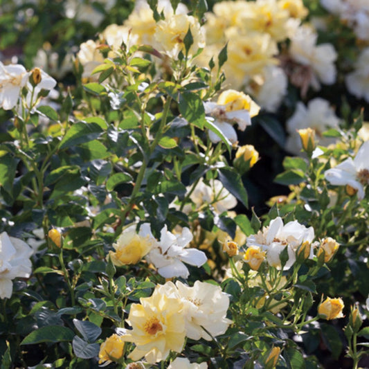 Soft yellow flowers cover Lemon Drift Rose garden planting