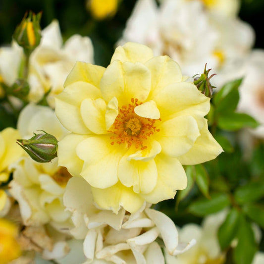 Lemon Drift Rose spreading low with pale yellow blooms