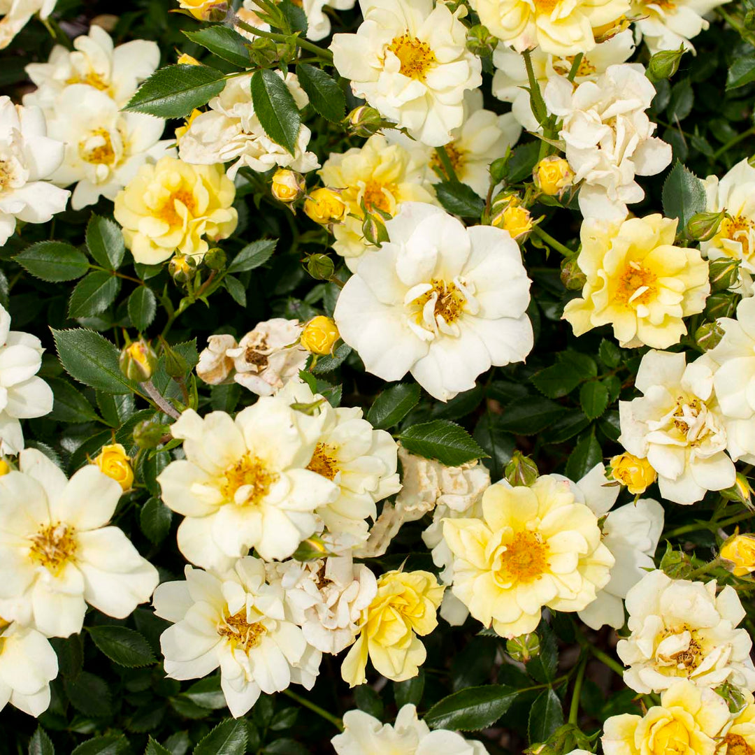 Clustered blooms appear on healthy Lemon Drift Rose