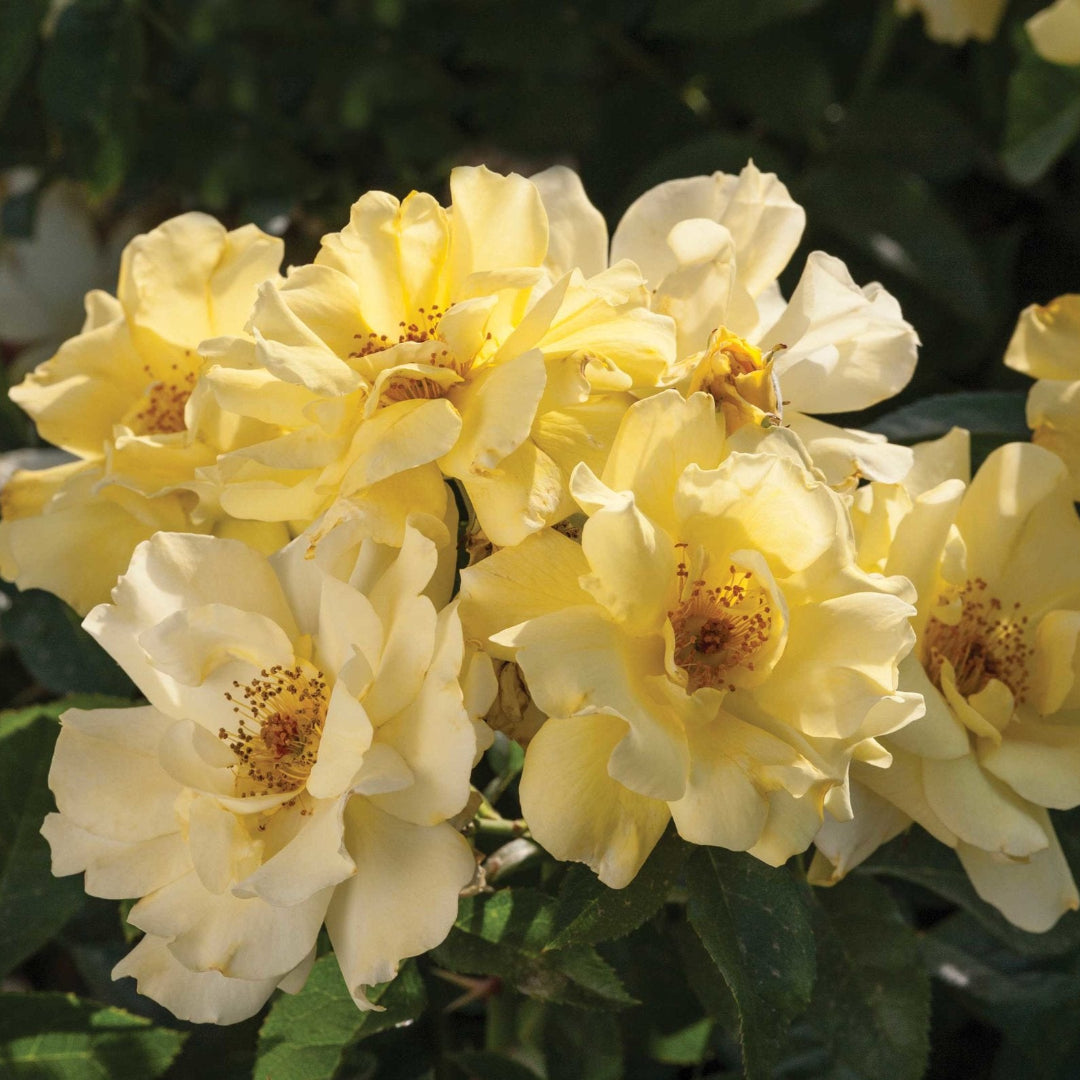Fresh blossoms open across Lemon Drift Rose dense foliage