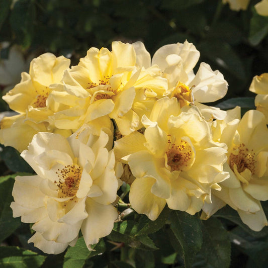 Fresh blossoms open across Lemon Drift Rose dense foliage