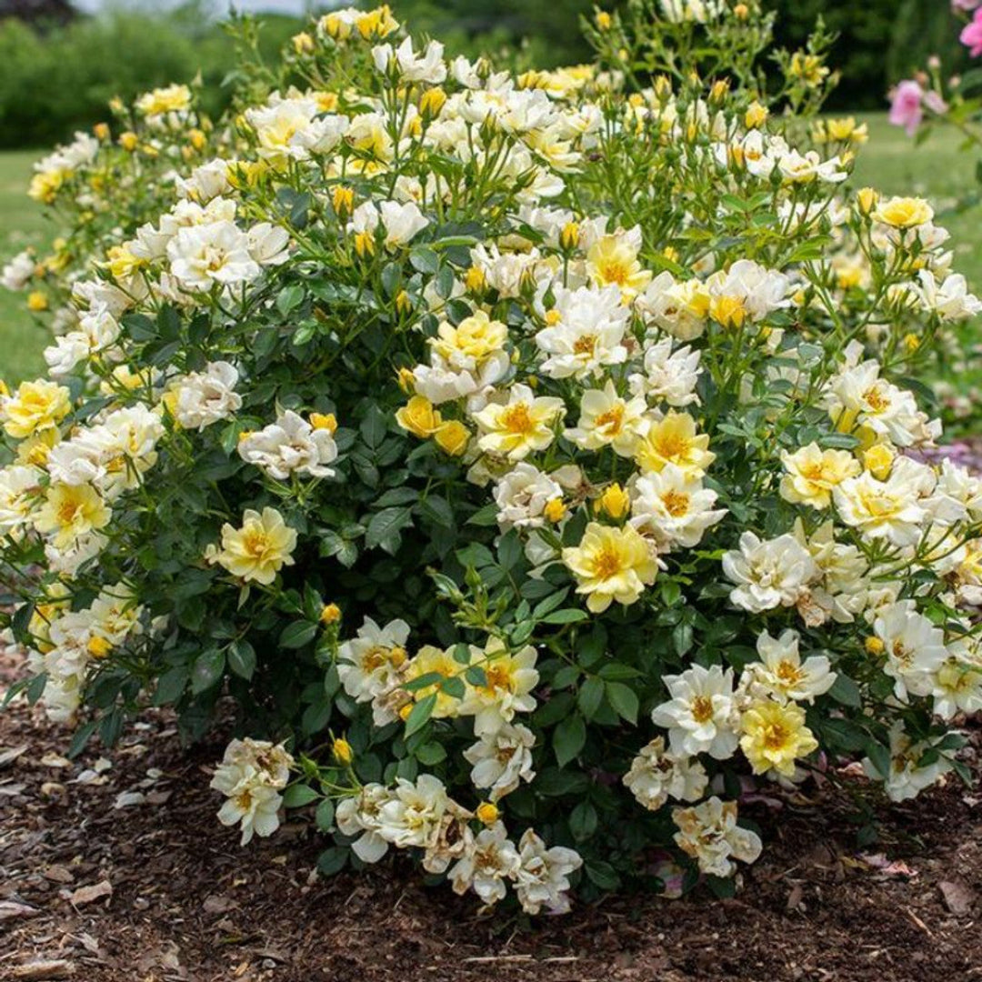 Close flower detail shows Lemon Drift Rose layered petals