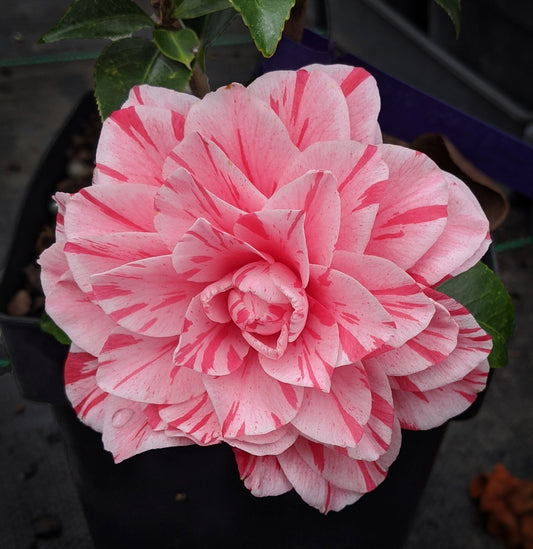 Les Marbury Camellia