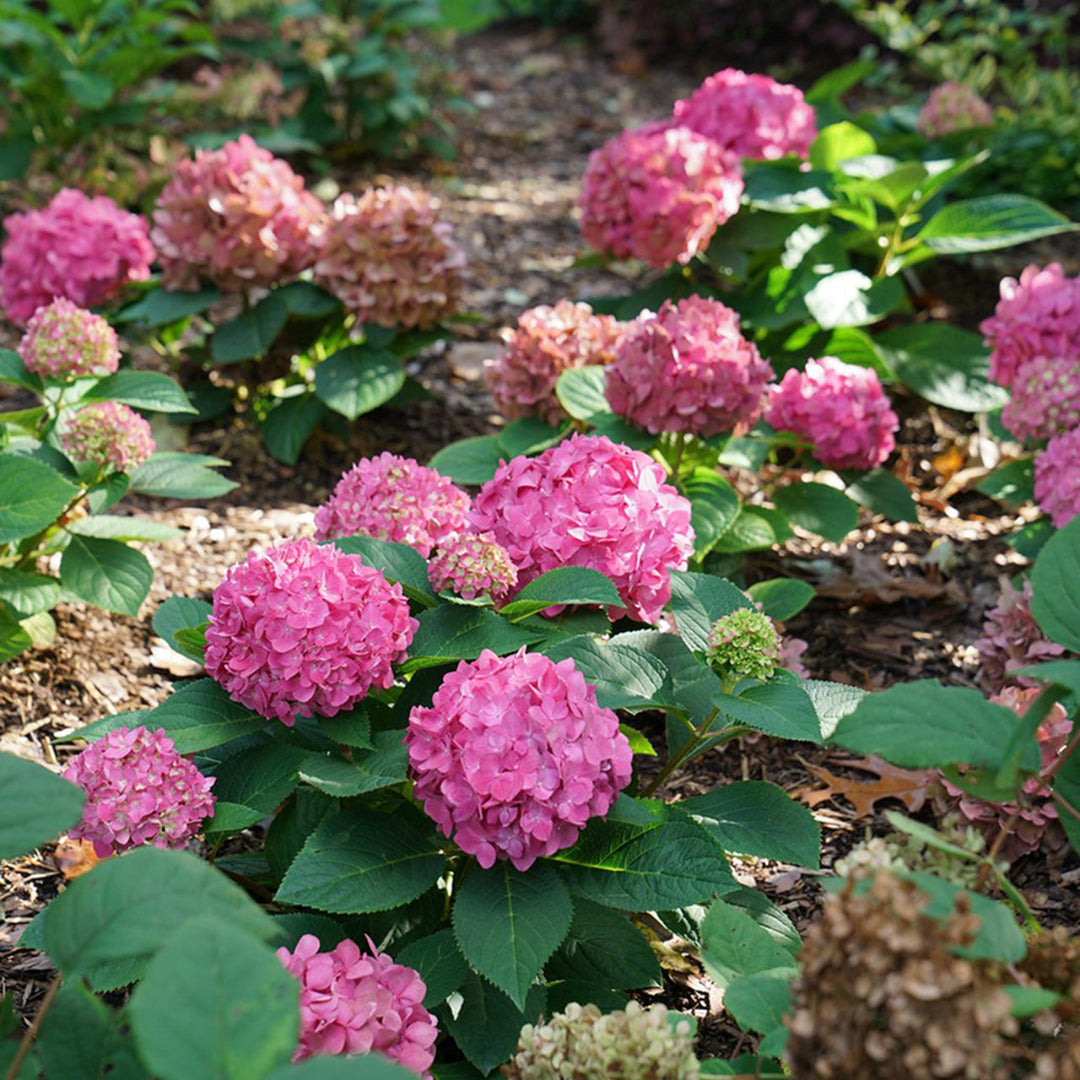Let's Dance Arriba Hydrangea with Vibrant Pink-Purple Blooms