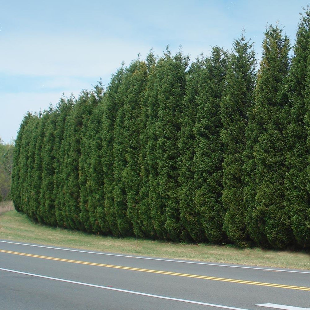 Mature Leyland Cypress privacy hedge