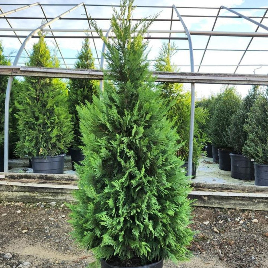 Tall Leyland Cypress for windbreaks