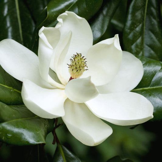 Magnolia Brittany Tree Huge White Flowers – flowering plant