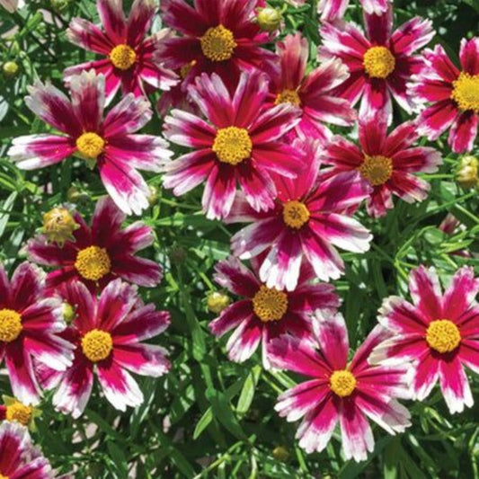 Coreopsis Li'l Bang 'Starstruck'