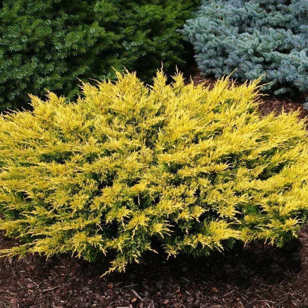Lime Glow Juniper shrub with bright lime green evergreen foliage