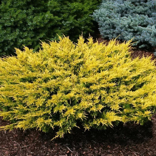 Lime Glow Juniper shrub with bright lime green evergreen foliage