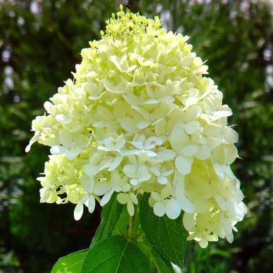 Dwarf Limelight Hydrangea Shrub Blooming in Summer Sun