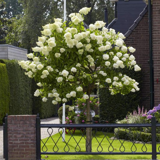 Dwarf Limelight Hydrangea Bush with Rounded Lime Blooms