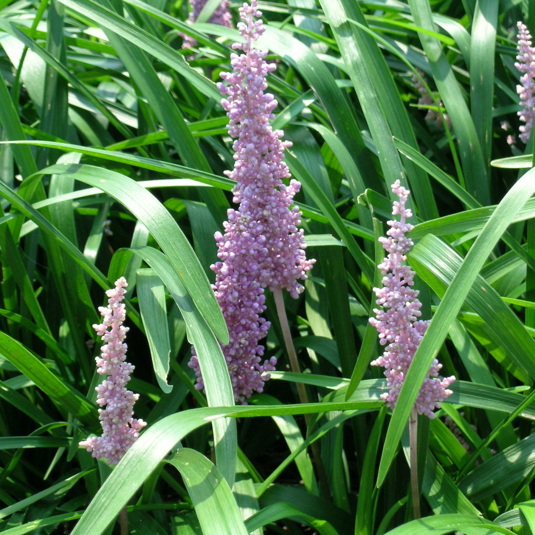 Liriope Christmas Tree Lilyturf with purple blooms