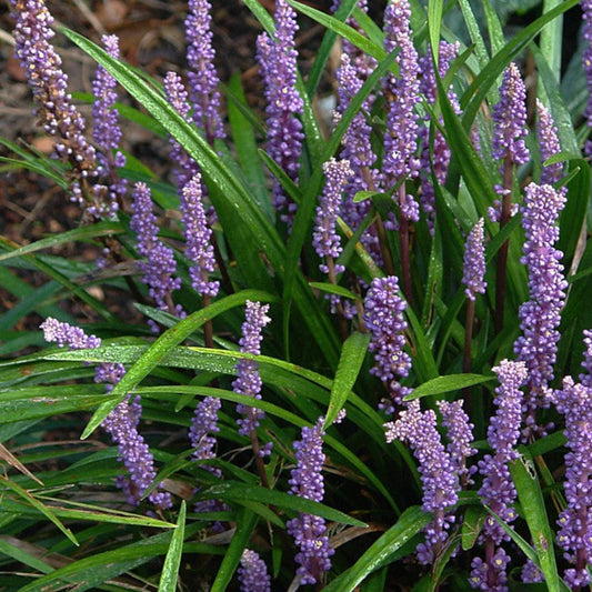 Liriope Ingwersen Lilyturf with violet-blue blooms