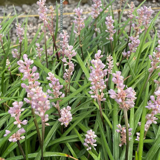 Liriope Isabella dwarf Lilyturf perennial plant