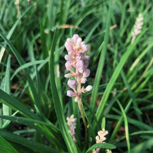 Isabella dwarf Liriope compact groundcover